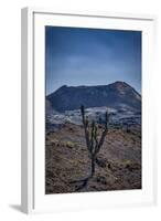 Galapagos, Ecuador, Sierra Negra. Volcan Chico and Candelabra Cactus-Mark Williford-Framed Photographic Print