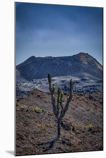 Galapagos, Ecuador, Sierra Negra. Volcan Chico and Candelabra Cactus-Mark Williford-Mounted Photographic Print