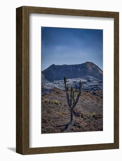 Galapagos, Ecuador, Sierra Negra. Volcan Chico and Candelabra Cactus-Mark Williford-Framed Photographic Print