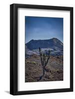 Galapagos, Ecuador, Sierra Negra. Volcan Chico and Candelabra Cactus-Mark Williford-Framed Photographic Print