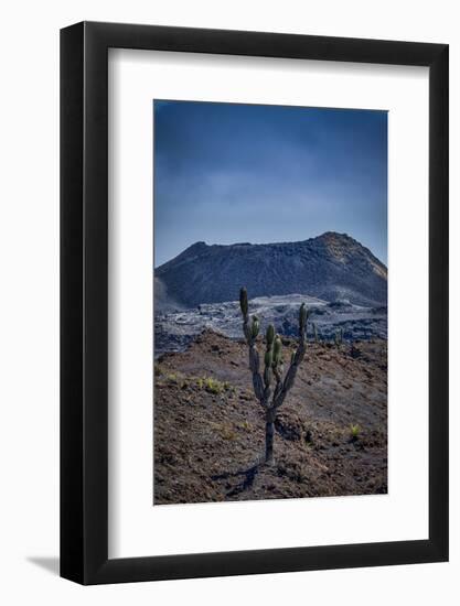 Galapagos, Ecuador, Sierra Negra. Volcan Chico and Candelabra Cactus-Mark Williford-Framed Photographic Print