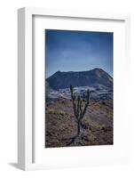 Galapagos, Ecuador, Sierra Negra. Volcan Chico and Candelabra Cactus-Mark Williford-Framed Photographic Print