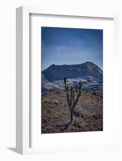 Galapagos, Ecuador, Sierra Negra. Volcan Chico and Candelabra Cactus-Mark Williford-Framed Photographic Print