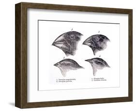 Galapagos Finches-Science Source-Framed Giclee Print