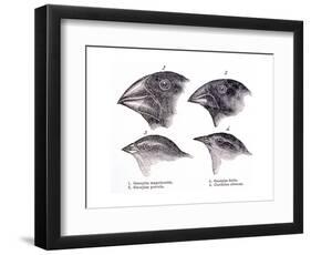 Galapagos Finches-Science Source-Framed Giclee Print