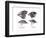 Galapagos Finches-Science Source-Framed Giclee Print