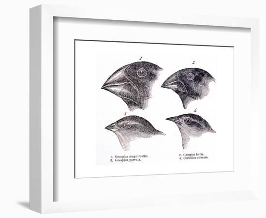 Galapagos Finches-Science Source-Framed Giclee Print