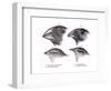 Galapagos Finches-Science Source-Framed Giclee Print