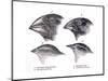 Galapagos Finches-Science Source-Mounted Giclee Print