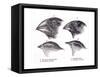 Galapagos Finches-Science Source-Framed Stretched Canvas