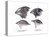 Galapagos Finches-Science Source-Stretched Canvas