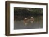 Galapagos Flamingo, Flamingo Lagoon, Punta Cormorant. Floreana Island, Galapagos Isalnds-Adam Jones-Framed Photographic Print