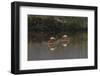 Galapagos Flamingo, Flamingo Lagoon, Punta Cormorant. Floreana Island, Galapagos Isalnds-Adam Jones-Framed Photographic Print