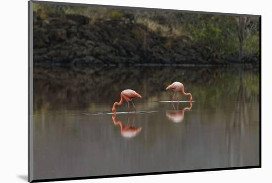 Galapagos Flamingo, Flamingo Lagoon, Punta Cormorant. Floreana Island, Galapagos Isalnds-Adam Jones-Mounted Photographic Print