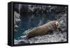 Galapagos Fur Seal (Arctocephalus Galapagoensis) Hauled Out at Puerto Egas-Michael Nolan-Framed Stretched Canvas