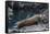 Galapagos Fur Seal (Arctocephalus Galapagoensis) Hauled Out at Puerto Egas-Michael Nolan-Framed Stretched Canvas