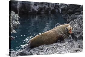 Galapagos Fur Seal (Arctocephalus Galapagoensis) Hauled Out at Puerto Egas-Michael Nolan-Stretched Canvas