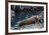 Galapagos Fur Seal (Arctocephalus Galapagoensis) Hauled Out at Puerto Egas-Michael Nolan-Framed Photographic Print