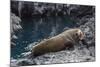 Galapagos Fur Seal (Arctocephalus Galapagoensis) Hauled Out at Puerto Egas-Michael Nolan-Mounted Photographic Print