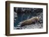 Galapagos Fur Seal (Arctocephalus Galapagoensis) Hauled Out at Puerto Egas-Michael Nolan-Framed Photographic Print