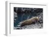 Galapagos Fur Seal (Arctocephalus Galapagoensis) Hauled Out at Puerto Egas-Michael Nolan-Framed Photographic Print