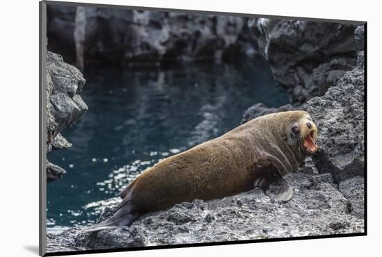 Galapagos Fur Seal (Arctocephalus Galapagoensis) Hauled Out at Puerto Egas-Michael Nolan-Mounted Photographic Print