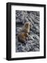 Galapagos Fur Seal (Arctocephalus Galapagoensis) Hauled Out at Puerto Egas-Michael Nolan-Framed Photographic Print