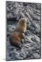 Galapagos Fur Seal (Arctocephalus Galapagoensis) Hauled Out at Puerto Egas-Michael Nolan-Mounted Photographic Print