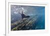 Galapagos Fur Seal (Arctocephalus Galapagoensis) Underwater at Isabela Island-Michael Nolan-Framed Photographic Print