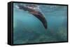 Galapagos Fur Seal (Arctocephalus Galapagoensis) Underwater at Isabela Island-Michael Nolan-Framed Stretched Canvas