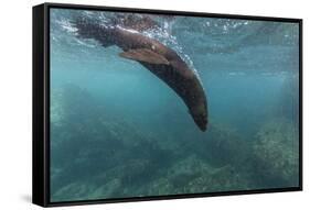 Galapagos Fur Seal (Arctocephalus Galapagoensis) Underwater at Isabela Island-Michael Nolan-Framed Stretched Canvas