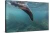 Galapagos Fur Seal (Arctocephalus Galapagoensis) Underwater at Isabela Island-Michael Nolan-Stretched Canvas