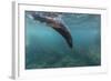 Galapagos Fur Seal (Arctocephalus Galapagoensis) Underwater at Isabela Island-Michael Nolan-Framed Photographic Print