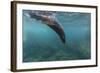 Galapagos Fur Seal (Arctocephalus Galapagoensis) Underwater at Isabela Island-Michael Nolan-Framed Photographic Print