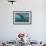 Galapagos Fur Seal (Arctocephalus Galapagoensis) Underwater at Isabela Island-Michael Nolan-Framed Photographic Print displayed on a wall