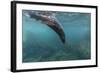 Galapagos Fur Seal (Arctocephalus Galapagoensis) Underwater at Isabela Island-Michael Nolan-Framed Photographic Print