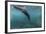 Galapagos Fur Seal (Arctocephalus Galapagoensis) Underwater at Isabela Island-Michael Nolan-Framed Photographic Print