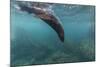 Galapagos Fur Seal (Arctocephalus Galapagoensis) Underwater at Isabela Island-Michael Nolan-Mounted Photographic Print