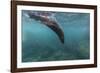 Galapagos Fur Seal (Arctocephalus Galapagoensis) Underwater at Isabela Island-Michael Nolan-Framed Photographic Print