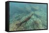 Galapagos Fur Seal (Arctocephalus Galapagoensis) Underwater at Isabela Island-Michael Nolan-Framed Stretched Canvas