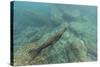 Galapagos Fur Seal (Arctocephalus Galapagoensis) Underwater at Isabela Island-Michael Nolan-Stretched Canvas