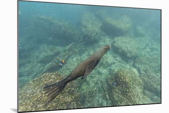 Galapagos Fur Seal (Arctocephalus Galapagoensis) Underwater at Isabela Island-Michael Nolan-Mounted Photographic Print