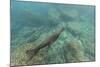 Galapagos Fur Seal (Arctocephalus Galapagoensis) Underwater at Isabela Island-Michael Nolan-Mounted Photographic Print
