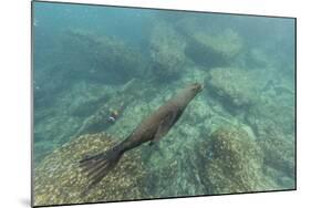 Galapagos Fur Seal (Arctocephalus Galapagoensis) Underwater at Isabela Island-Michael Nolan-Mounted Photographic Print