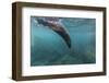 Galapagos Fur Seal (Arctocephalus Galapagoensis) Underwater at Isabela Island-Michael Nolan-Framed Photographic Print