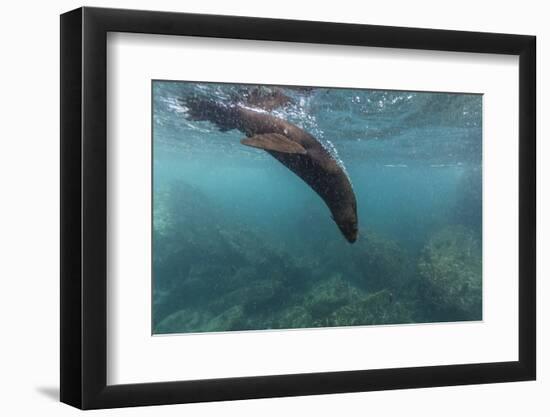 Galapagos Fur Seal (Arctocephalus Galapagoensis) Underwater at Isabela Island-Michael Nolan-Framed Photographic Print