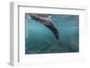 Galapagos Fur Seal (Arctocephalus Galapagoensis) Underwater at Isabela Island-Michael Nolan-Framed Photographic Print