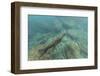 Galapagos Fur Seal (Arctocephalus Galapagoensis) Underwater at Isabela Island-Michael Nolan-Framed Photographic Print