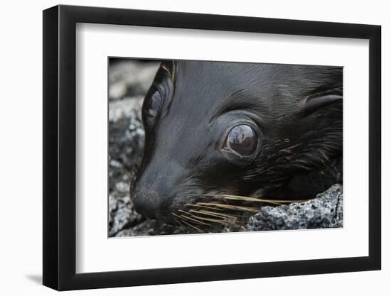 Galapagos Fur Seal, Galapagos Islands, Ecuador-Pete Oxford-Framed Photographic Print