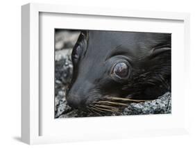 Galapagos Fur Seal, Galapagos Islands, Ecuador-Pete Oxford-Framed Photographic Print